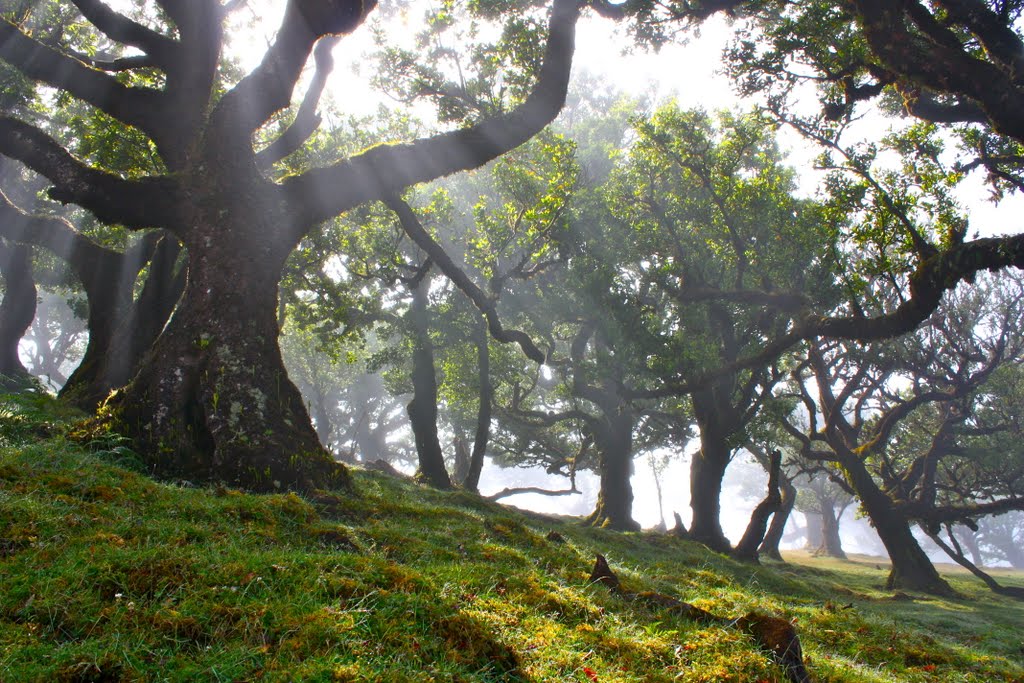 Foresta di laurissilva Fanal
