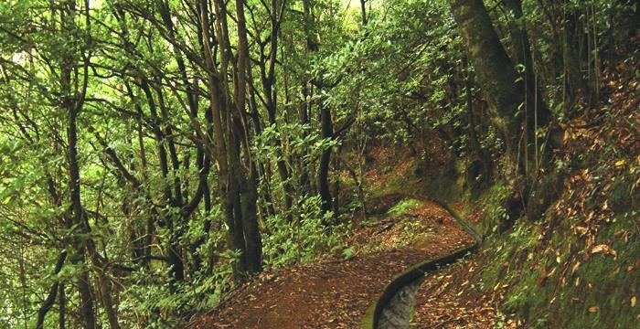 Levada Do Moinho