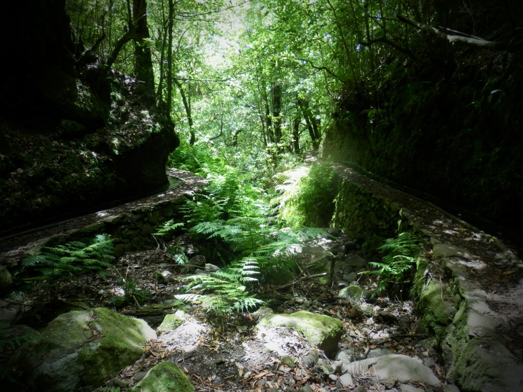 Levada Dos Cedros