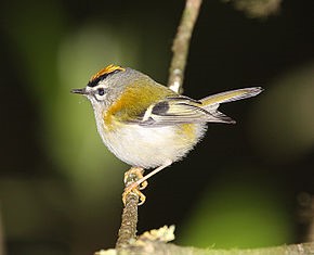 Observation de la faune